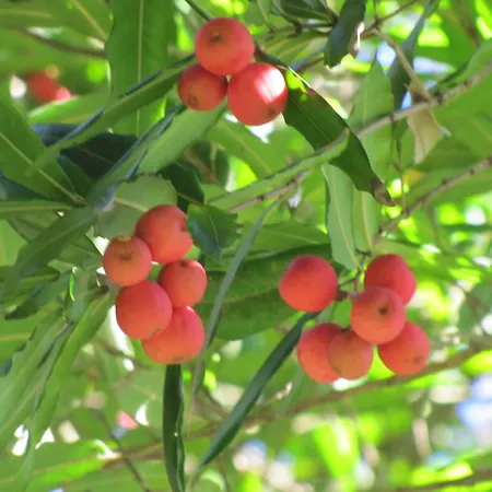 Casa Do Jardim Ponta Delgada