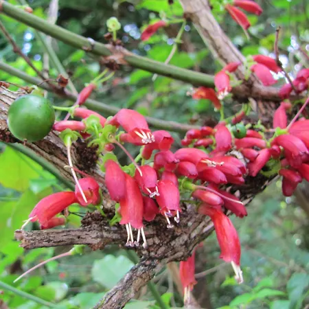 Casa Do Jardim Hotel 2*