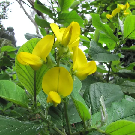 Hotel Casa Do Jardim Ponta Delgada