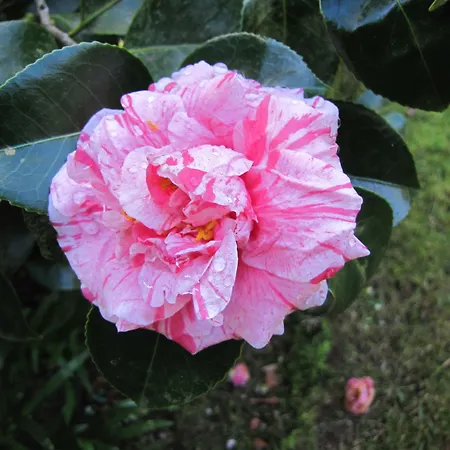 Hotel Casa Do Jardim 2*