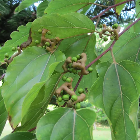 Hotel Casa Do Jardim