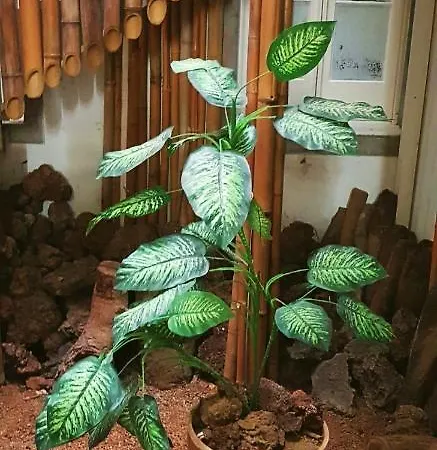 Hotel Casa Do Jardim