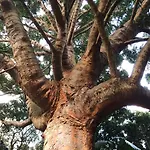 ホテル Casa Do Jardim ポンタ・デルガダ