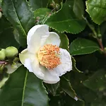 Casa Do Jardim ホテル ポンタ・デルガダ