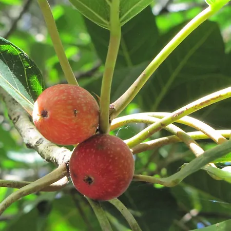 Hotel Casa Do Jardim Ponta Delgada