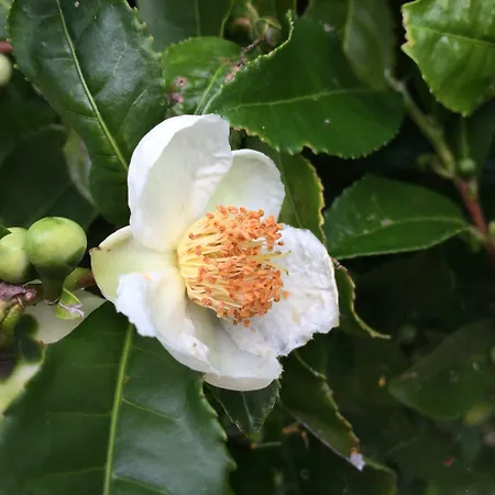Casa Do Jardim Hotel Ponta Delgada