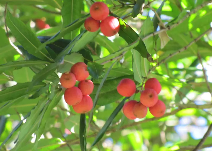 Casa Do Jardim Ponta Delgada