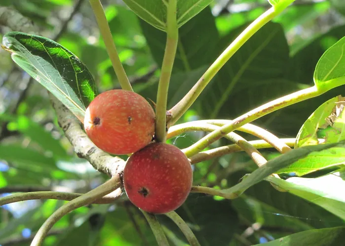 Hotel Casa Do Jardim Ponta Delgada