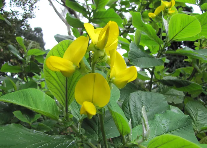 Hotel Casa Do Jardim Ponta Delgada