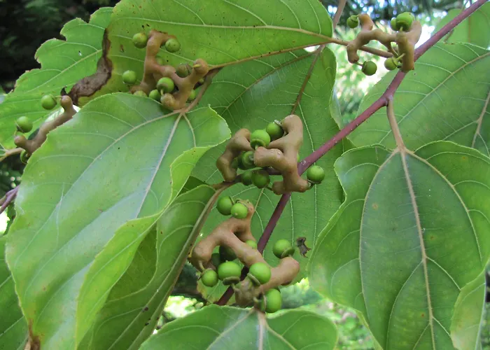 Hotel Casa Do Jardim