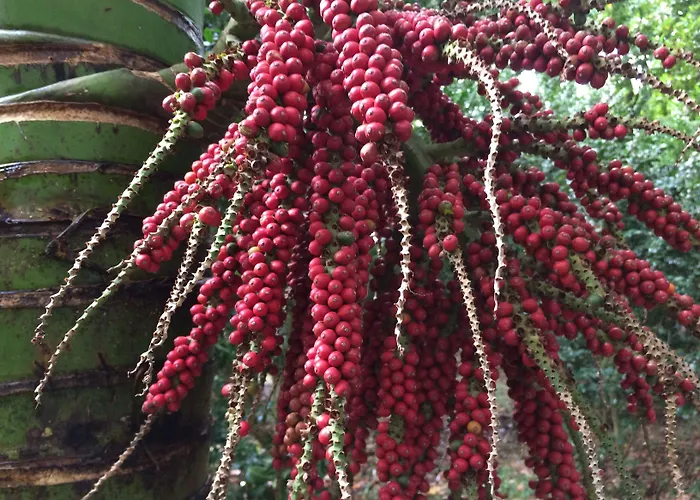 Casa Do Jardim 2* Ponta Delgada