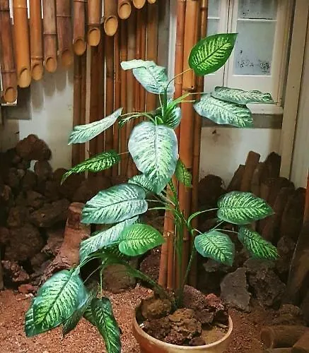 Hotel Casa Do Jardim